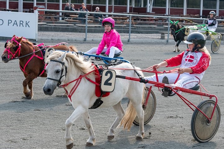 Tre ponykuske skal k�re 10 l�b i hovedstaden