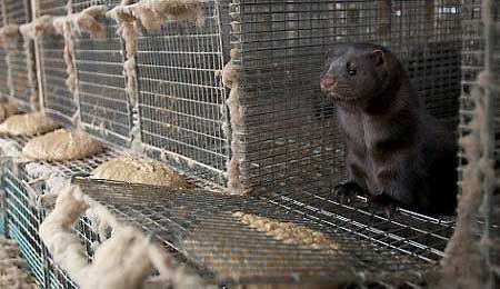 Selskab bag minkfarm opl�st