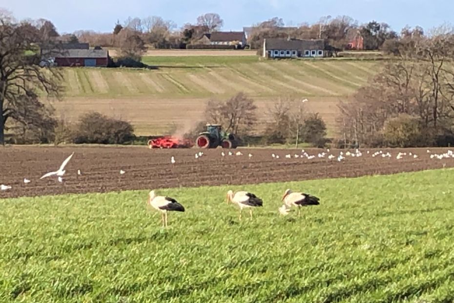 Storke bes�gte �stermarie