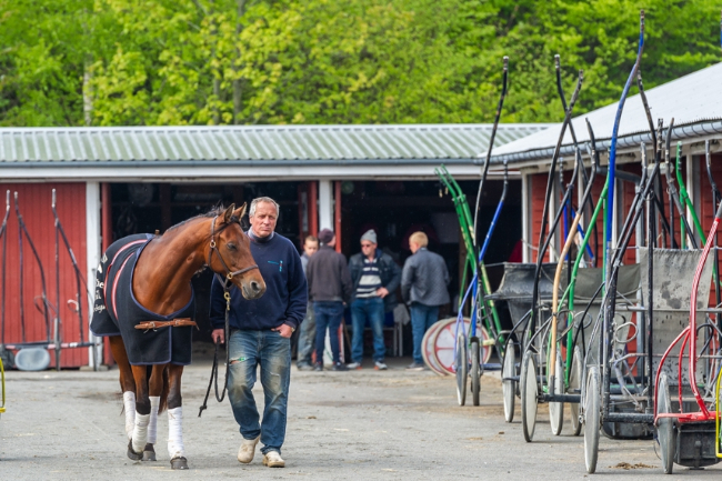 Andelshest p� Bornholm solgt til Norge