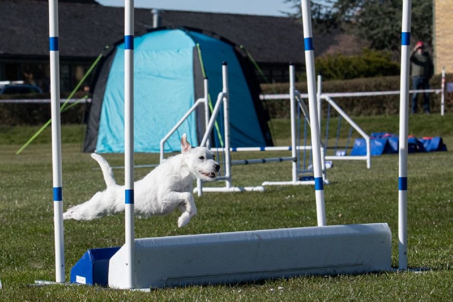 Fine resultater ved agilityst�vne i �sterlars 