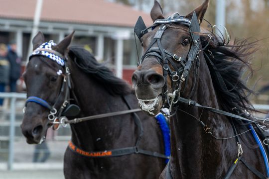 Der mangler heste i laveste klasse p� travbanen