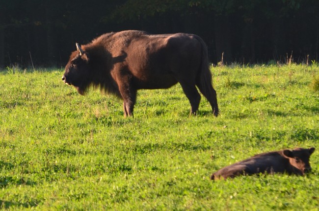 Kommunen er imod indhegnet naturpark