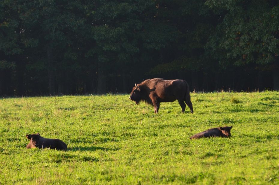 Der skal bygges 16,5 km hegn om naturpark
