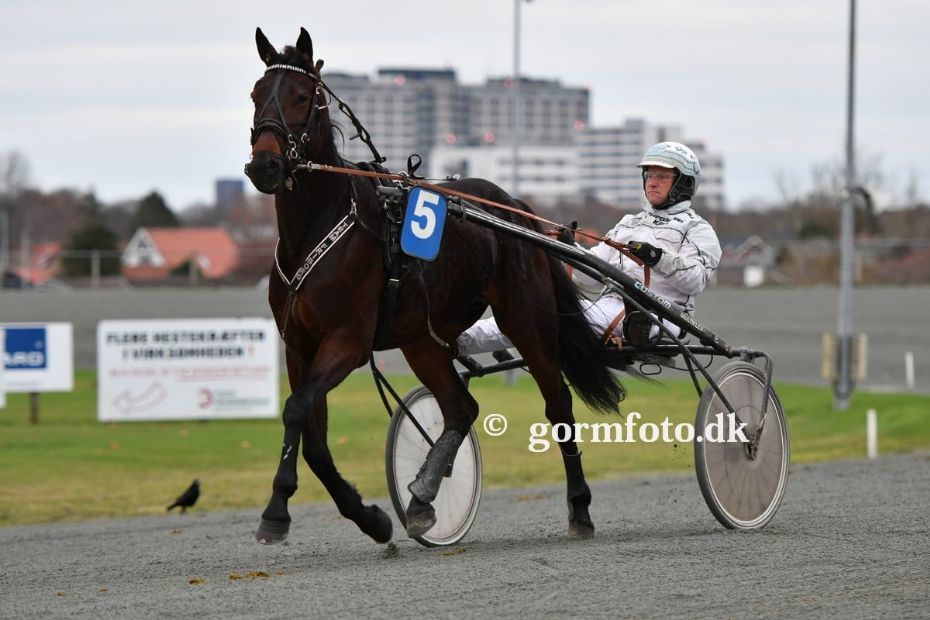 Travhest handlet til Bornholm fra Skive