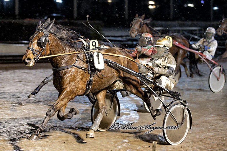 Ny travhest handlet til Bornholm