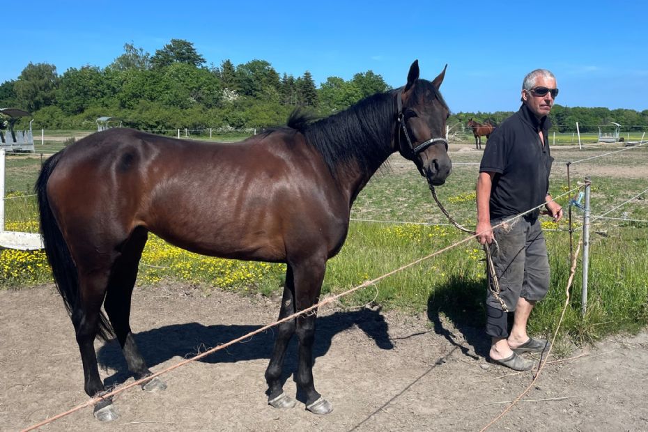 Ny hest til Stald Bornholm.nu