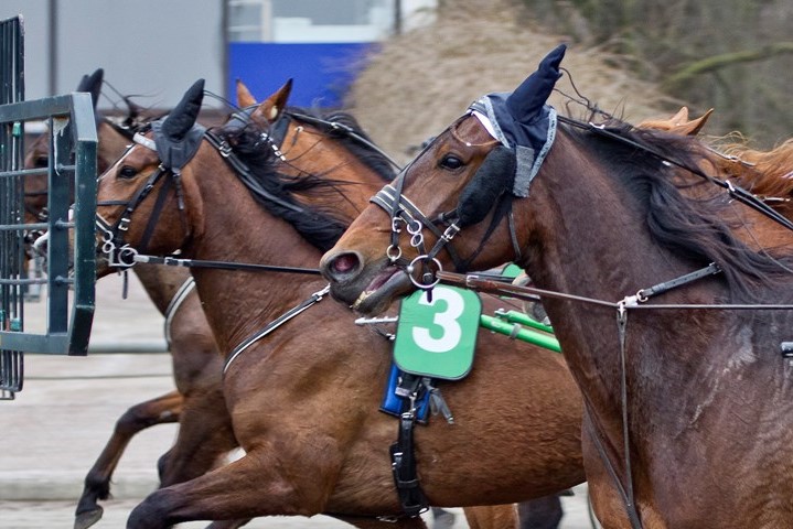 Andenplads til Betina Lunds hest i Sverige