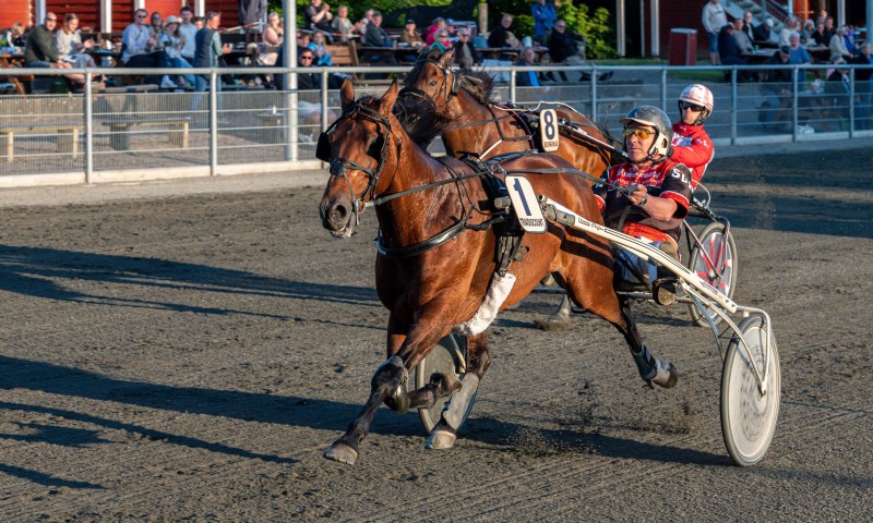 Syv af Bornholms bedste heste i direkte duel