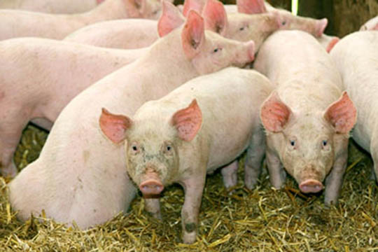 Svinefarm havde stor tilbagegang