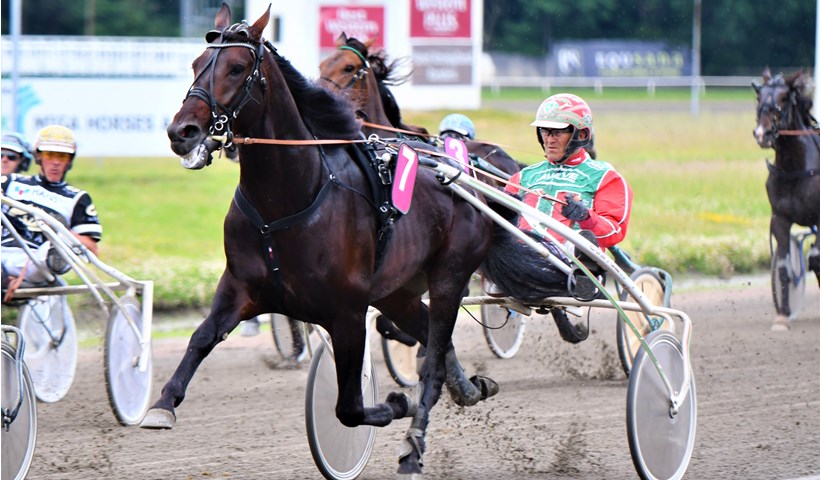 Bornholmsk delejet travhest i internationalt storl�b