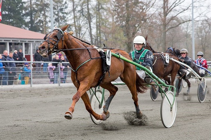 Travhest er blevet ridehest