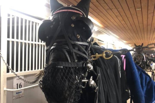 To nye travheste ankommet til Bornholm