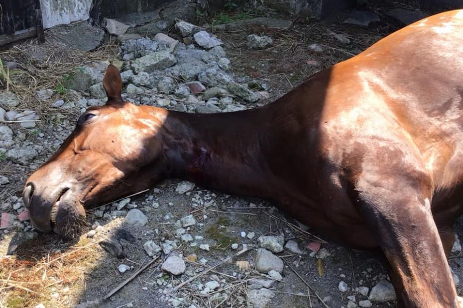 F�lhoppe aflivet efter skade i folden