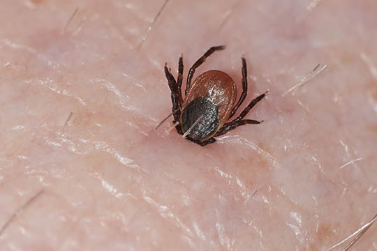 Skovfl�ter findes ogs� i parcelhaverne