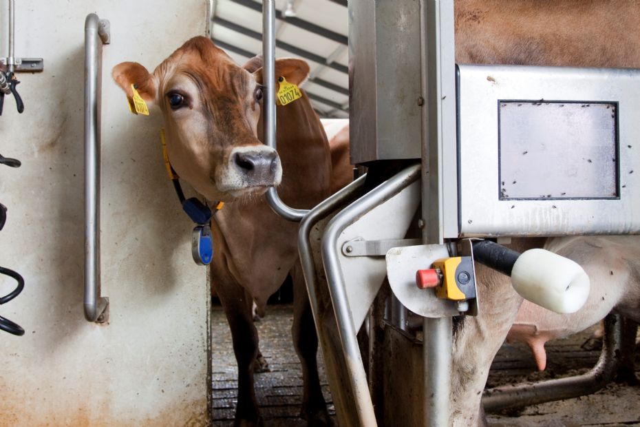 Bornholms m�lkeb�nder har lavere indtjening