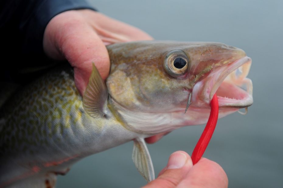 Fritidsfisker sigtet efter fangst af to torsk