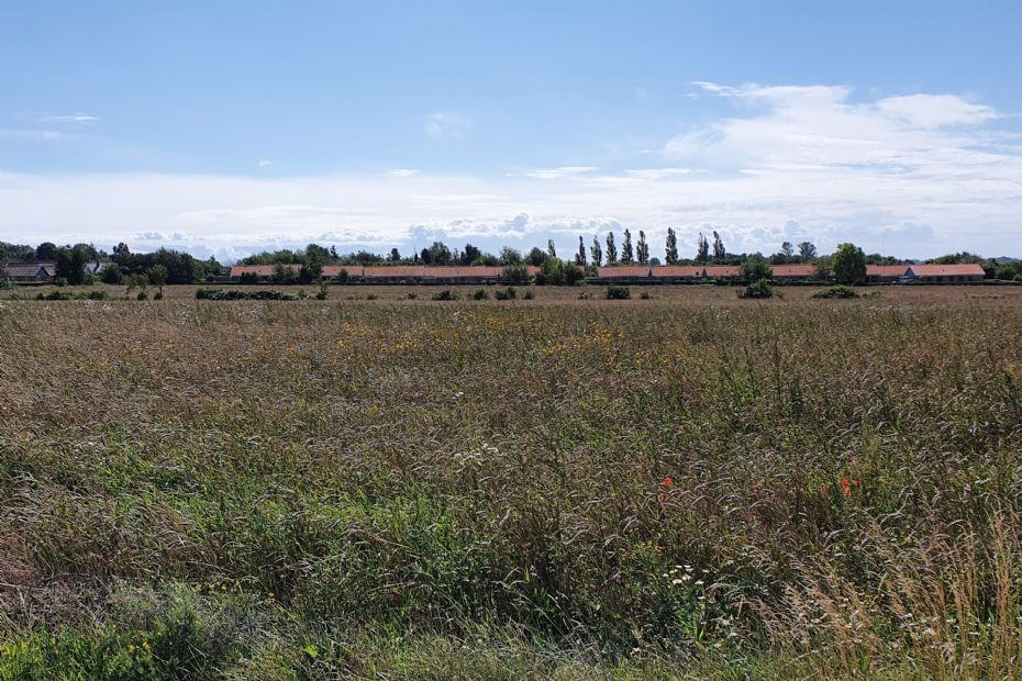 R�nne Havn planter 14.000 tr�er n�r Aakirkeby