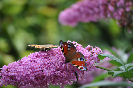 Invit�r sommerfuglene p� bes�g