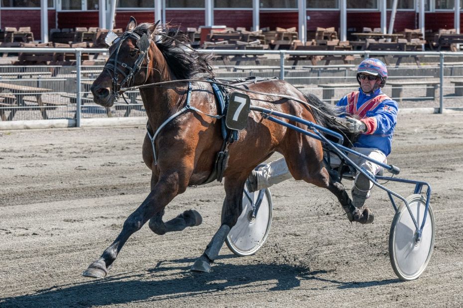 Jetset Onion m�ske �rets Sejrshest tre �r i tr�k