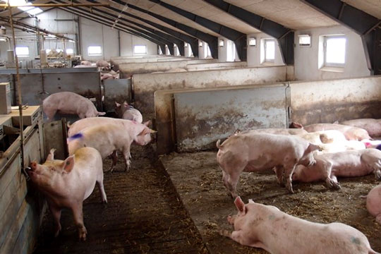 Svineb�nder tynget af h�je omkostninger