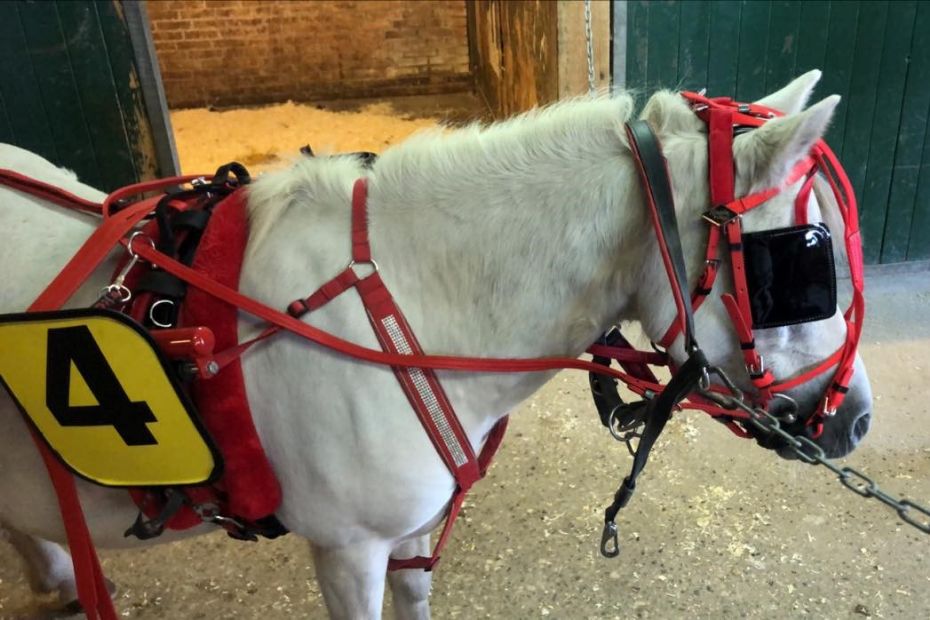 Andenplads og tre fjerdepladser til ponykusk