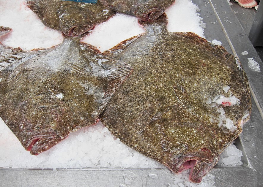 Fritidsfisker landede pighvar under mindstem�l