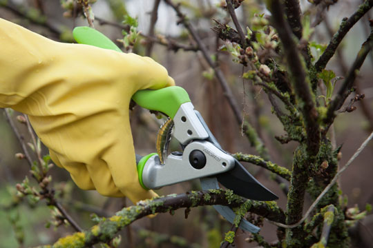 Besk�r buskene i januar