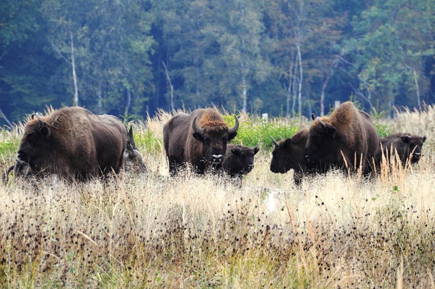 Bisonskoven er en stor turistattraktion
