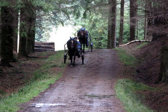 Travkuske har f�et s�rordning i statsskoven