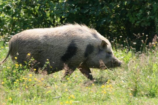 Wild boar and wolves were exterminated