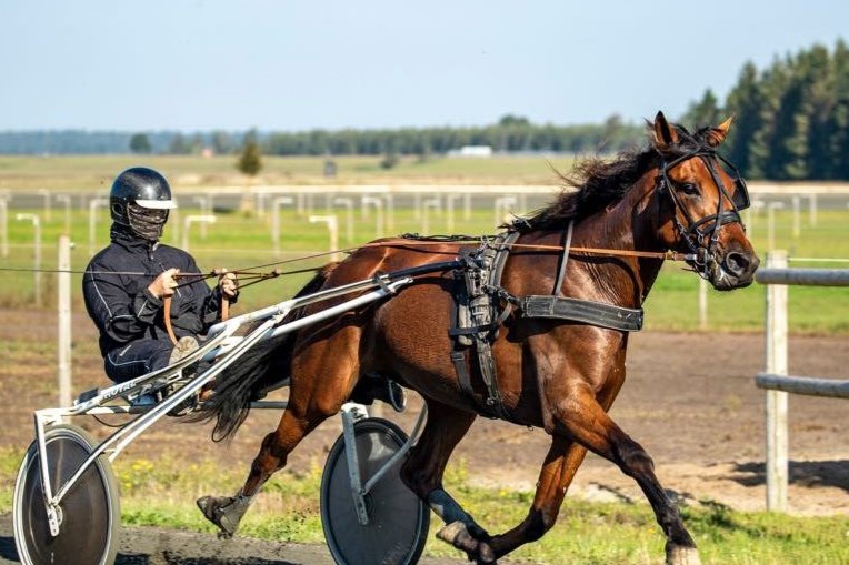 Stefan Lind-Holms hest fik gode penge i Sverige