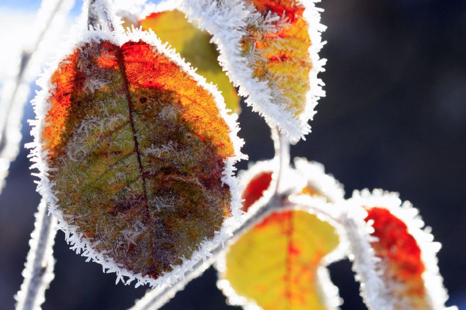 Tidlig nattefrost i 2022