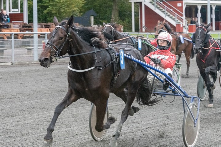 Dygtig hest har forladt jorden