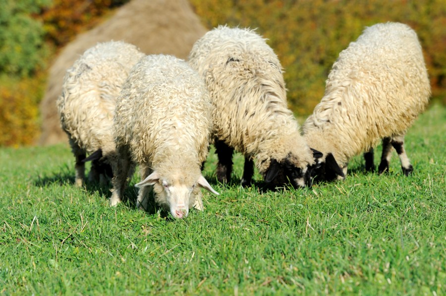 F�r stak af fra indhegning