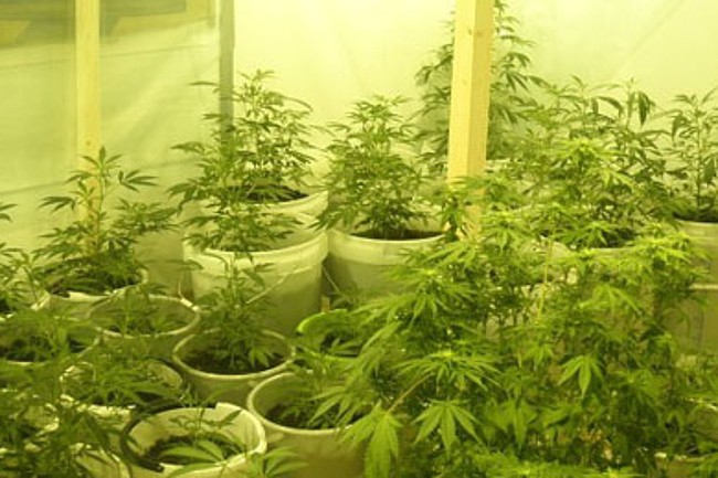 46-�rig i Rutsker dyrkede cannabisplanter