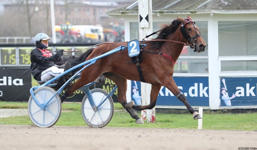 Bornholmers hest favorit til DM
