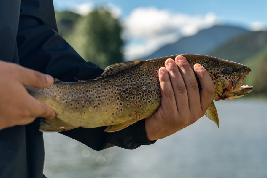 Fisk skal holdes med v�de h�nder