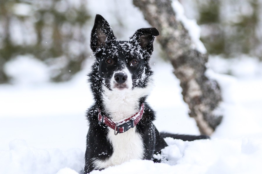 H�js�son for smitsom hundesygdom