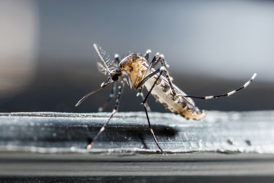 Myggestik om vinteren