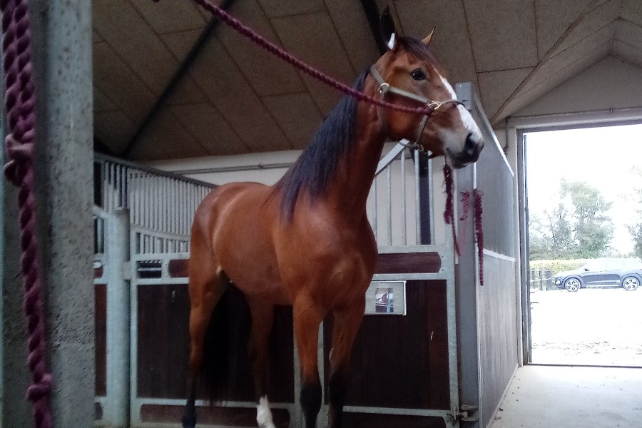 Ny travhest hos Stefan Lind-Holm