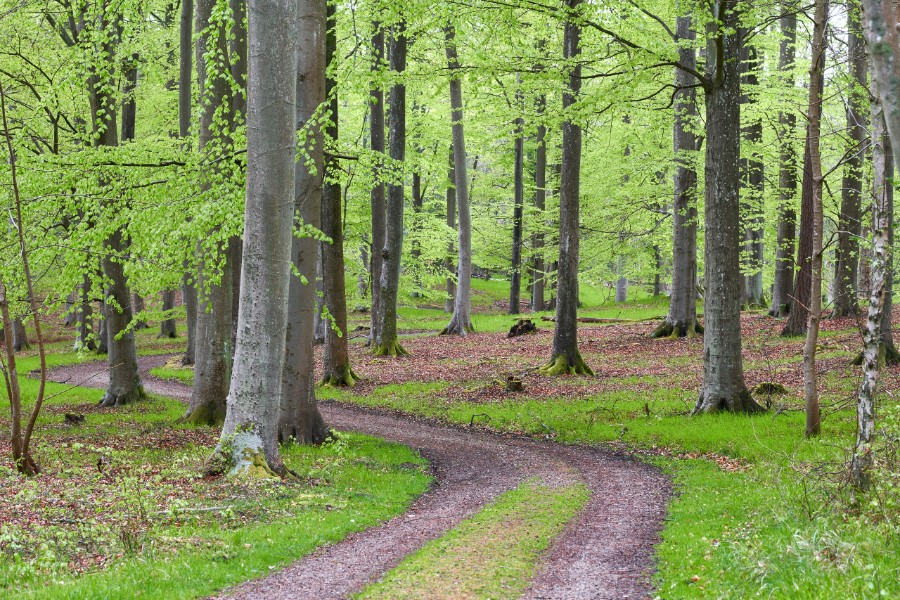 Fik nedsat b�de for ulovlig skovk�rsel