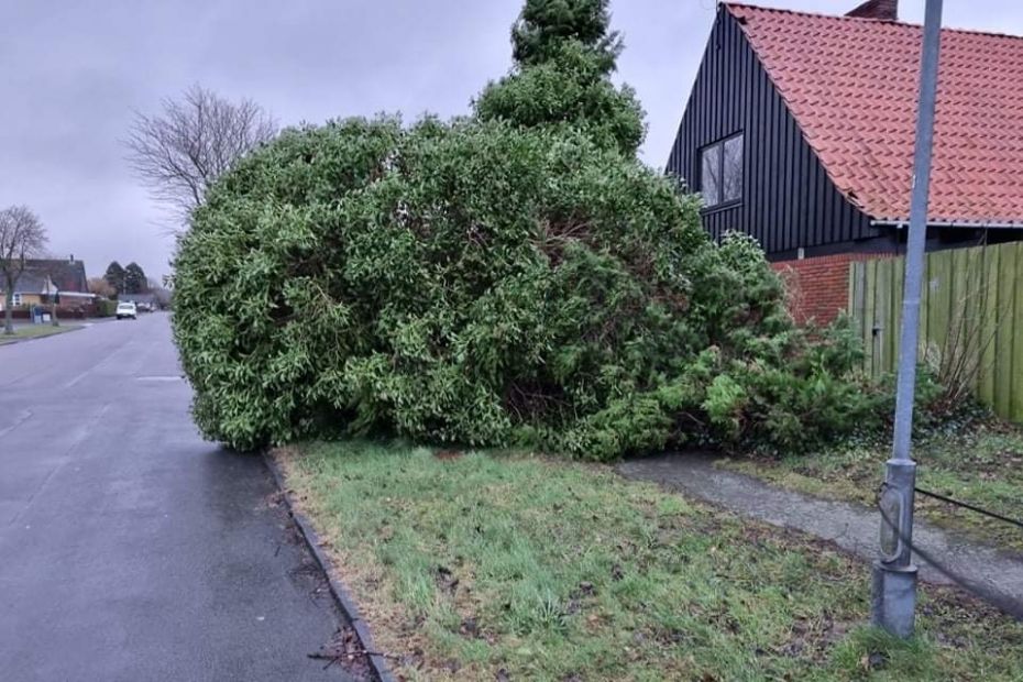 Stormvejret rusker fortsat i tr�er og tage
