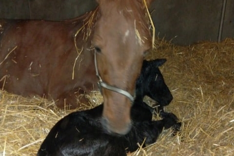 Dobbelt BM-vinder mor for f�rste gang