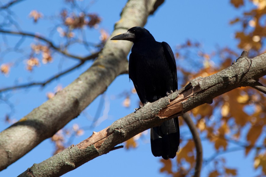 R�ger er b�de irriterende og fascinerende