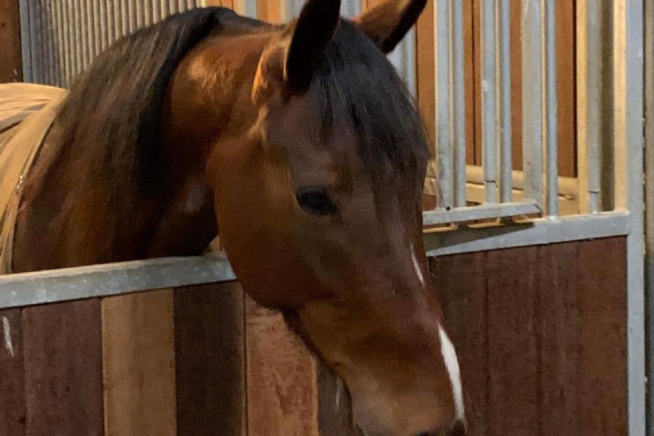 Ny hest til John Gommans