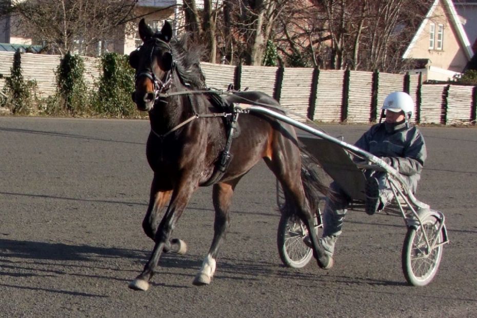 Ustartet hest solgt til hovedstaden