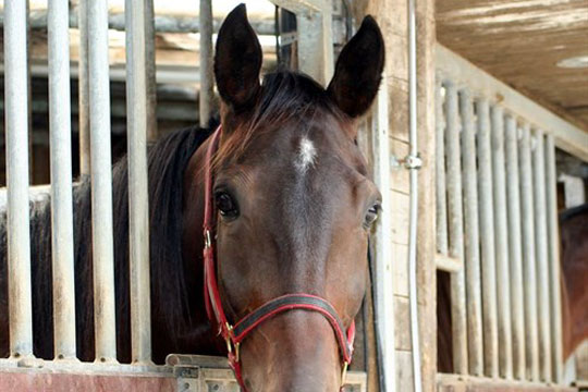 Bornholmsk opdr�t til tops i Sverige