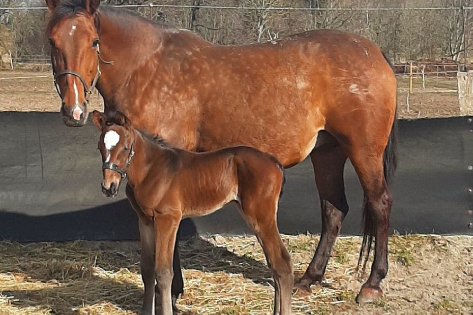 Hurtigste BM-vinder far for sjette gang i �r