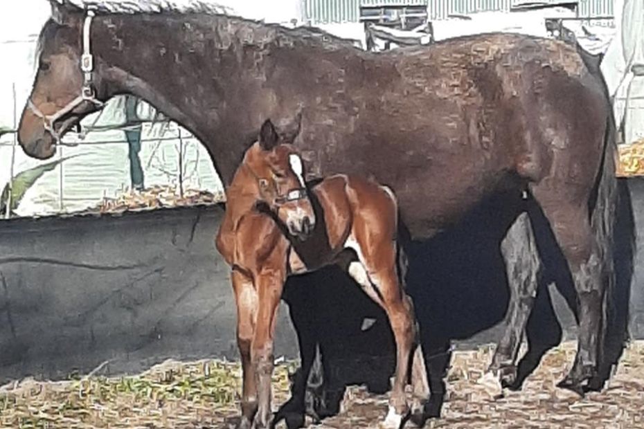 Hurtigste BM-vinder er blevet far igen og igen